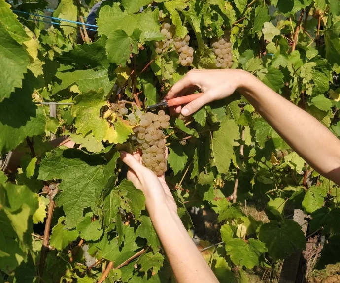 Domaine Specht - Savoir-faire