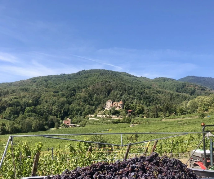 Domaine Specht - Histoire